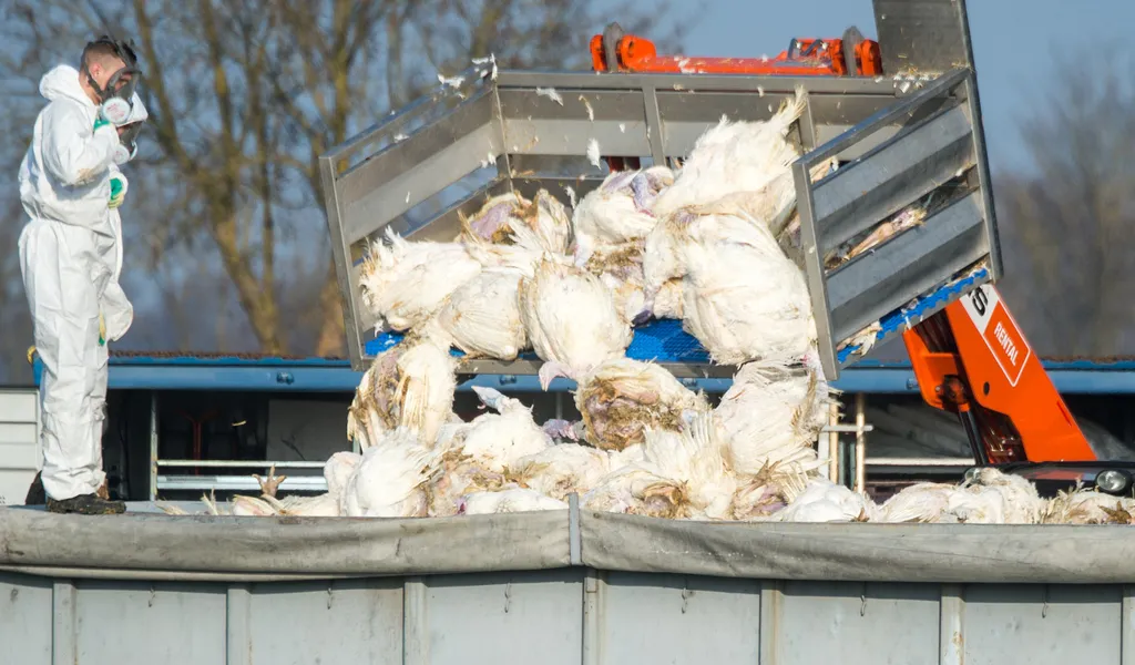 Tote Puten werden vor einem Geflügelhof nach dem Ausbruch der Geflügelpest in einen Container gekippt.