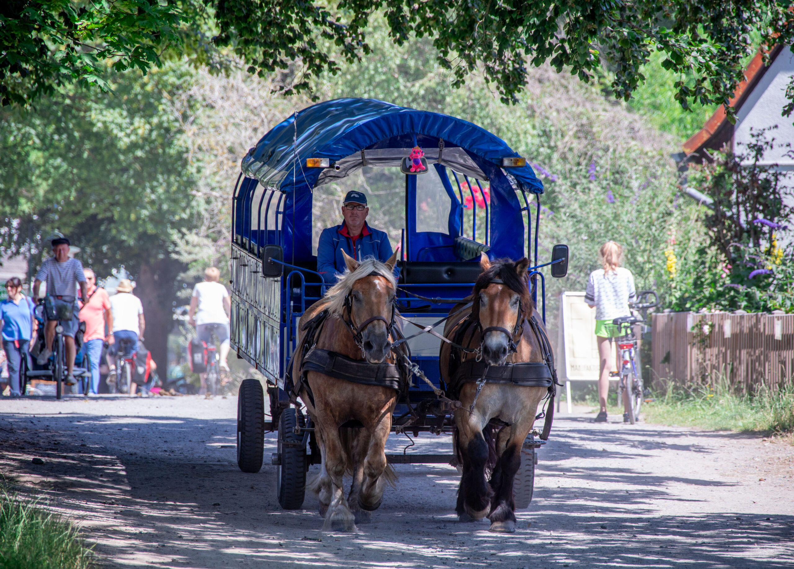 Auf einer Ostseeinsel fahren nun Pferdekutschen statt Linienbusse.