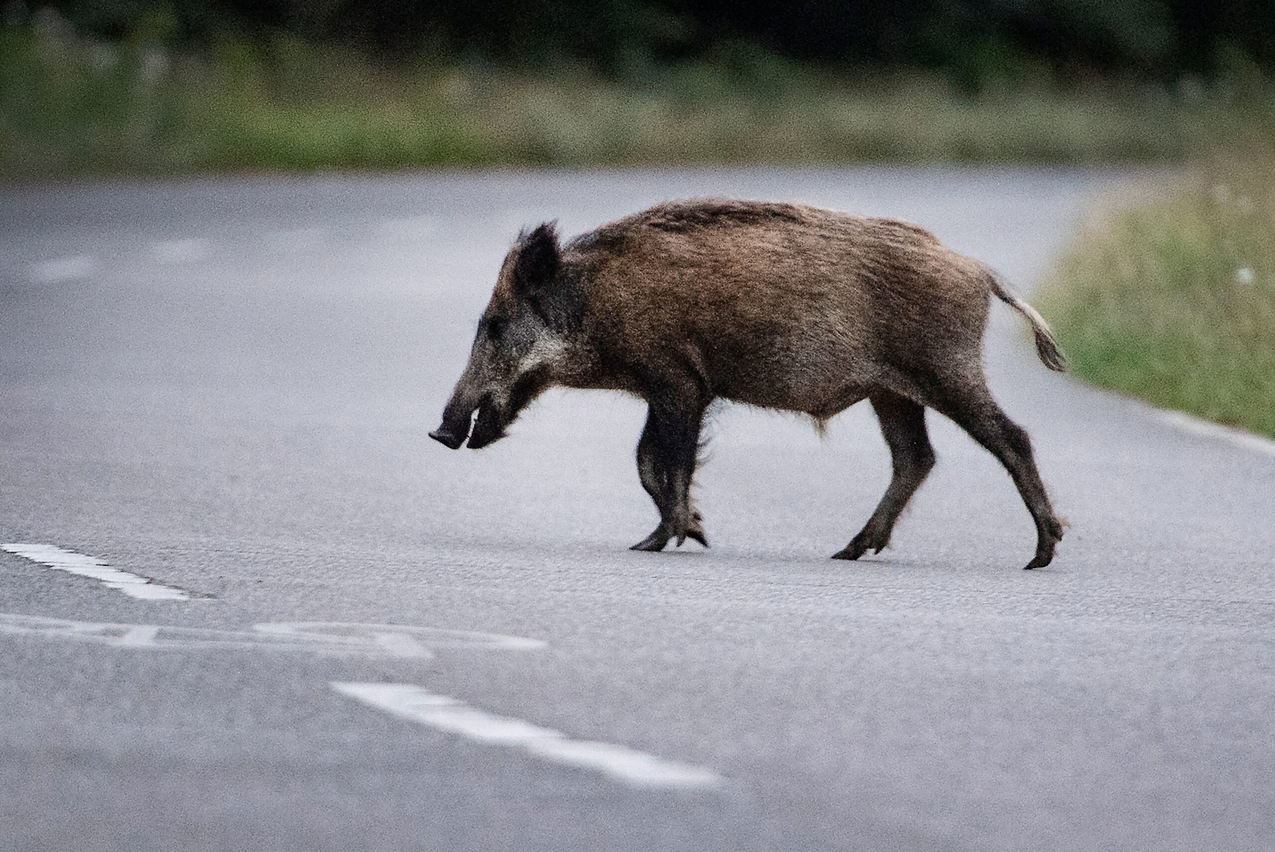 Ein Wildschwein läuft über eine Straße.