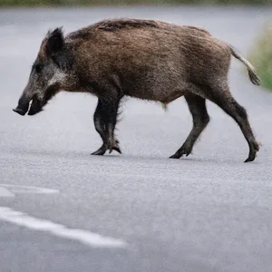 Ein Wildschwein läuft über eine Straße.