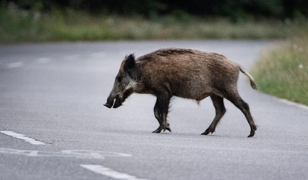 Ein Wildschwein läuft über eine Straße.
