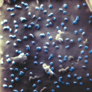 Coronaviren (blau) beim Austritt aus einer Nierenzelle, aufgenommen mit einem Heliumionen-Mikroskop (Symbolbild)