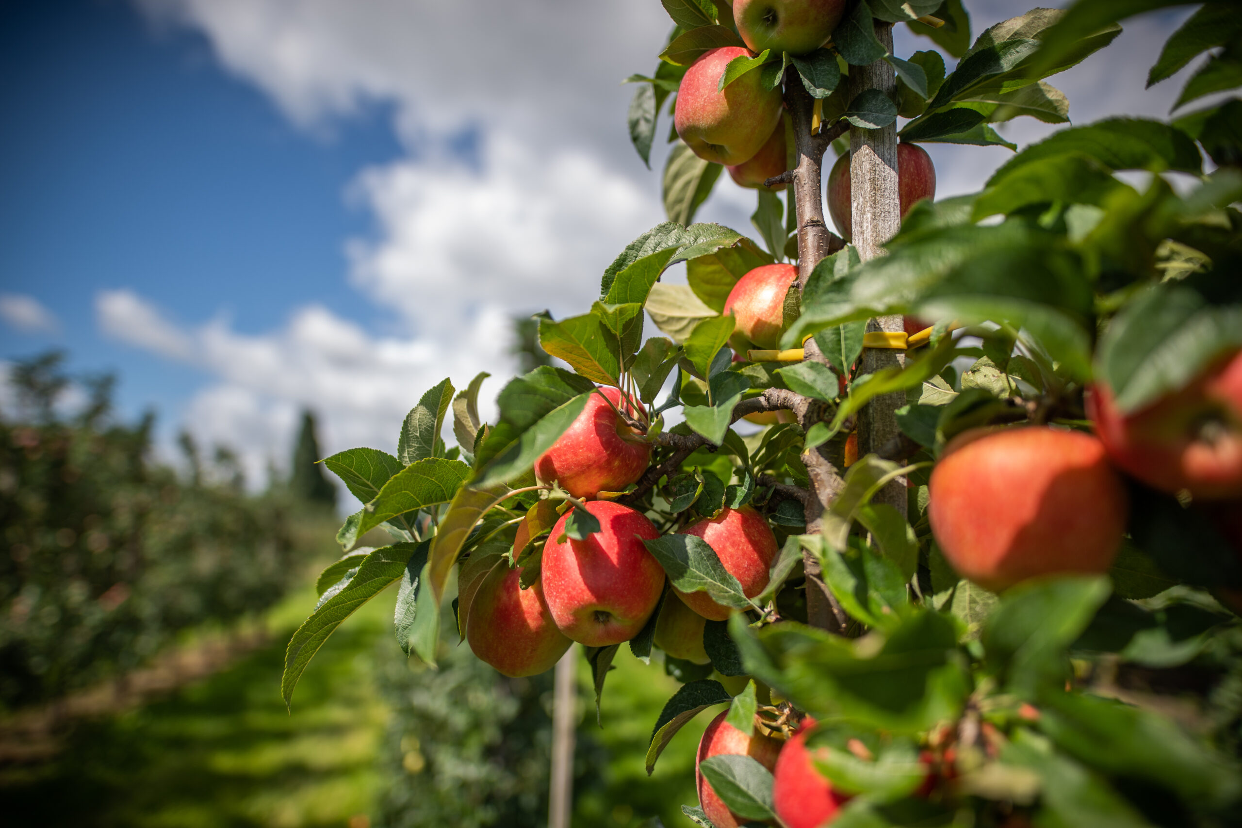 Äpfel hängen auf einem Obsthof im Alten Land am Baum.