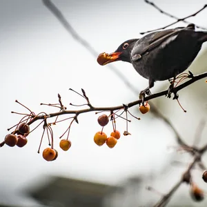 Amsel