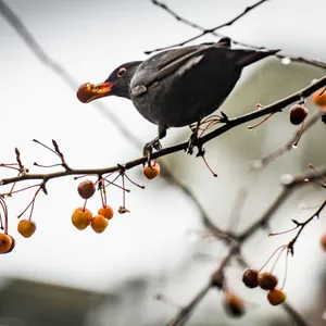 Amsel