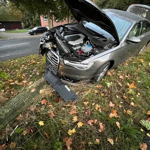 Audi auf dem Baum.