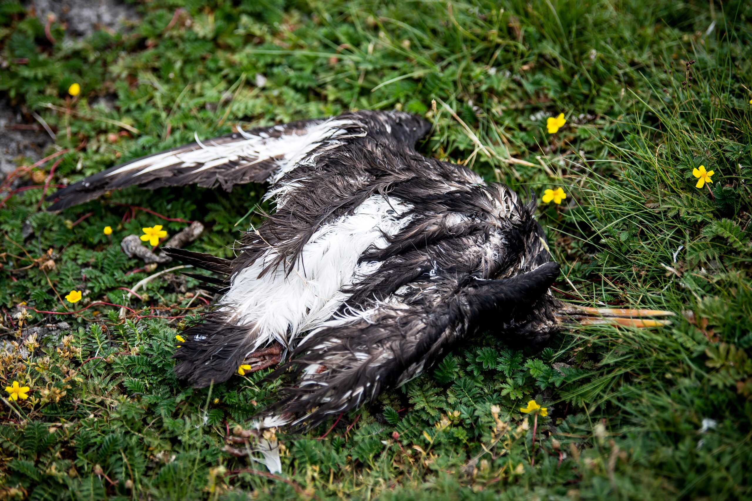 Ein toter Vogel liegt am Deich der zu Hamburg gehörenden Insel Neuwerk. (Archivbild)