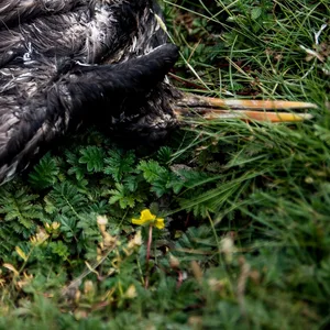 Ein toter Vogel liegt am Deich der zu Hamburg gehörenden Insel Neuwerk. (Archivbild)