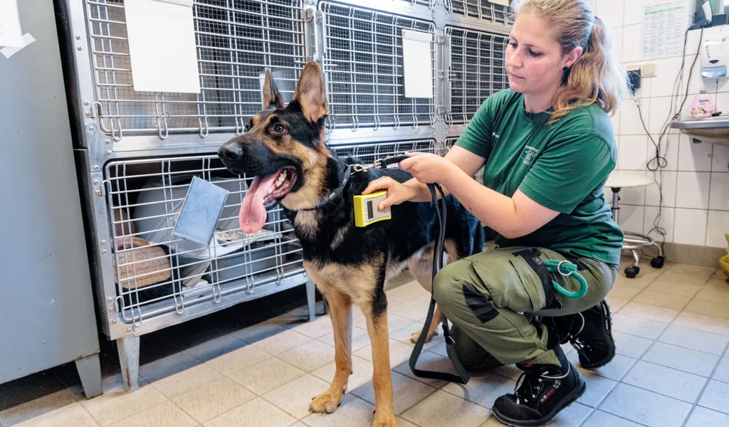 Eine Tierpflegerin im Tierheim Süderstraße prüft, ob ein Fundhund einen Identifikations-Chip trägt