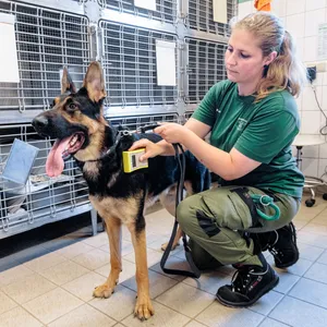 Eine Tierpflegerin im Tierheim Süderstraße prüft, ob ein Fundhund einen Identifikations-Chip trägt