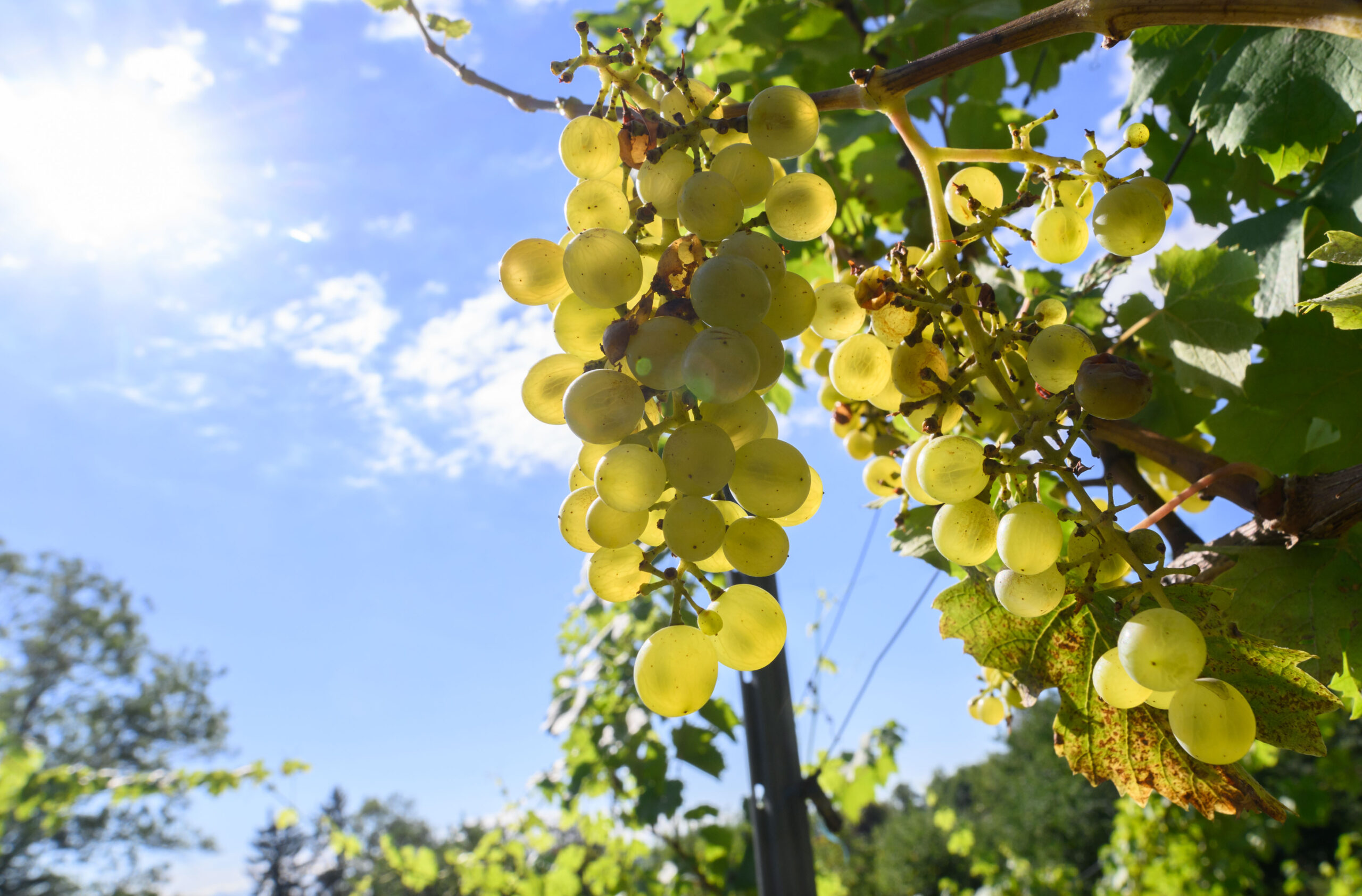 Trauben wachsen im Bischöflichen Weinberg im Magdalenengarten.