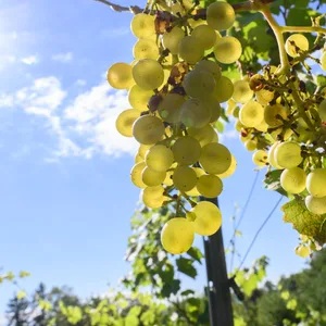 Trauben wachsen im Bischöflichen Weinberg im Magdalenengarten.