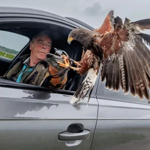 Falkner Herbert Boger ist auf dem Flughafen Hamburg für die Vogelvergrämung zuständig.