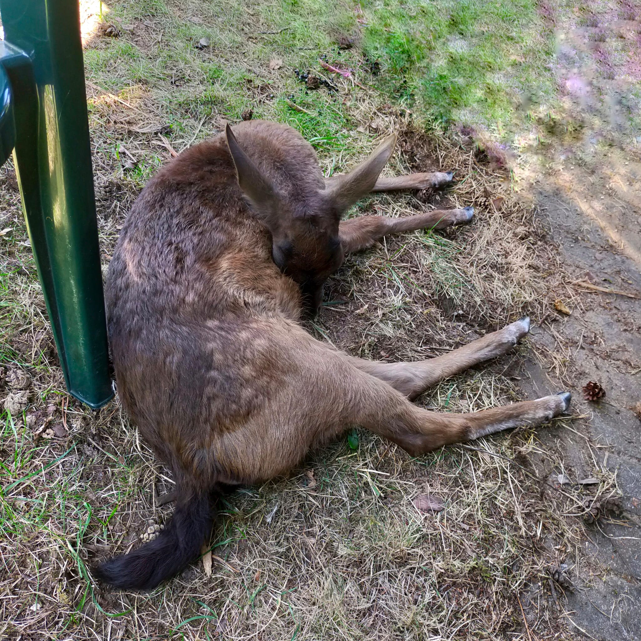 Damhirsch „Karl“ liegt vor Bauchschmerzen gekrümmt auf einer Wiese.