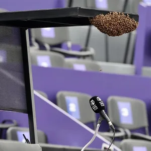 Der Bienenschwarm am Schiedsrichter-Hochstuhl