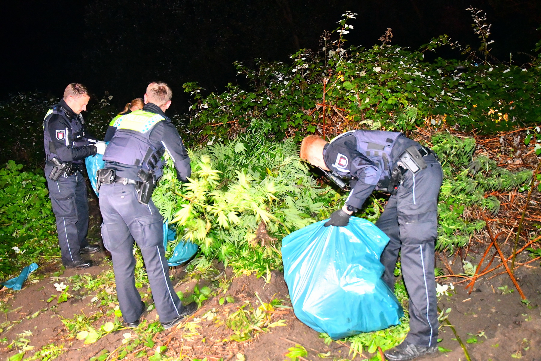 Die Polizei hat in der Nacht zum Dienstag rund 200 Cannabispflanzen auf einem Feld in Moorburg gefunden.