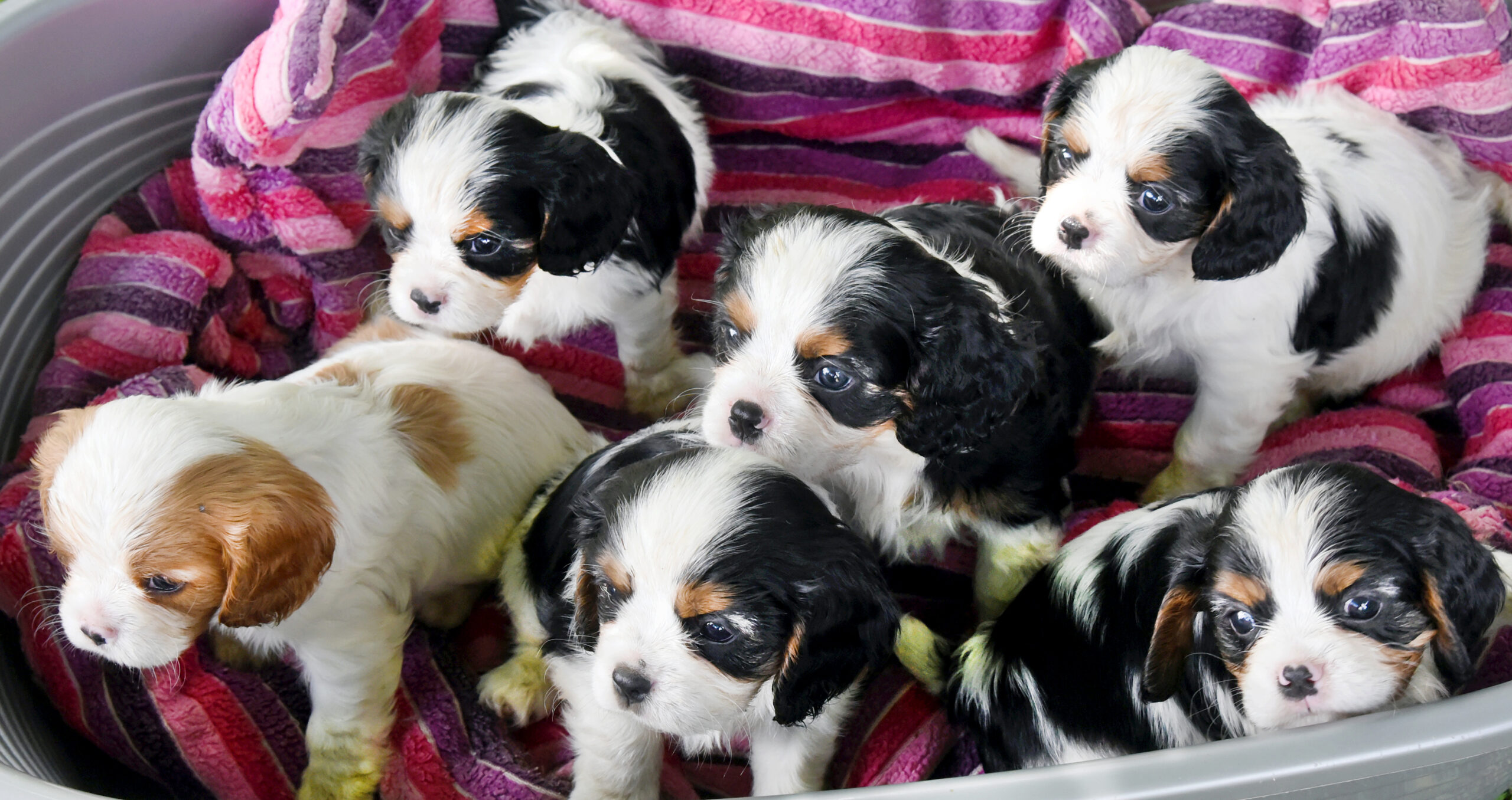 Sechs Wochen alte Cavalier King Hundewelpen sitzen in einem Körbchen