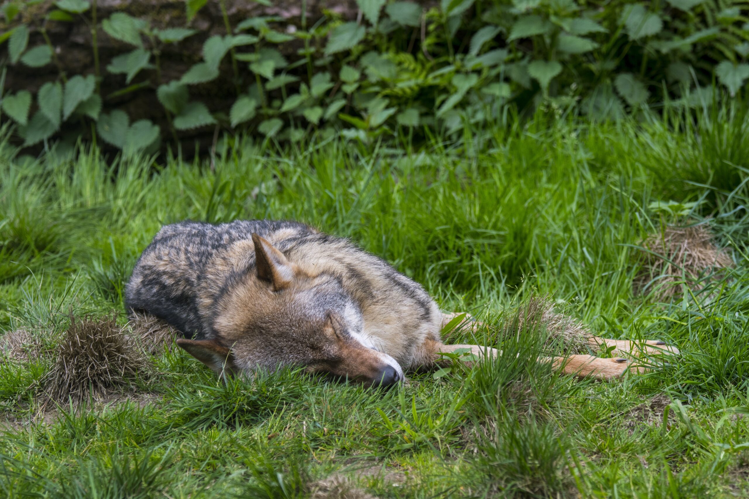Toter Wolf liegt im Gras.