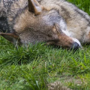Toter Wolf liegt im Gras.