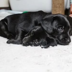In Hamburg wurden im vergangenen Jahr viel mehr Hundesteuern als sonst gezahlt. (Symbolbild)