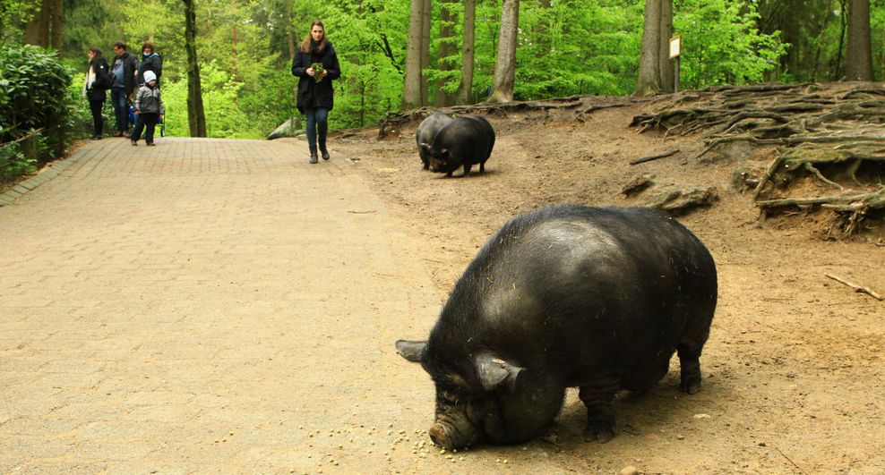 Im Wildpark Schwarze Berge wird am Wochenende aufgeräumt.