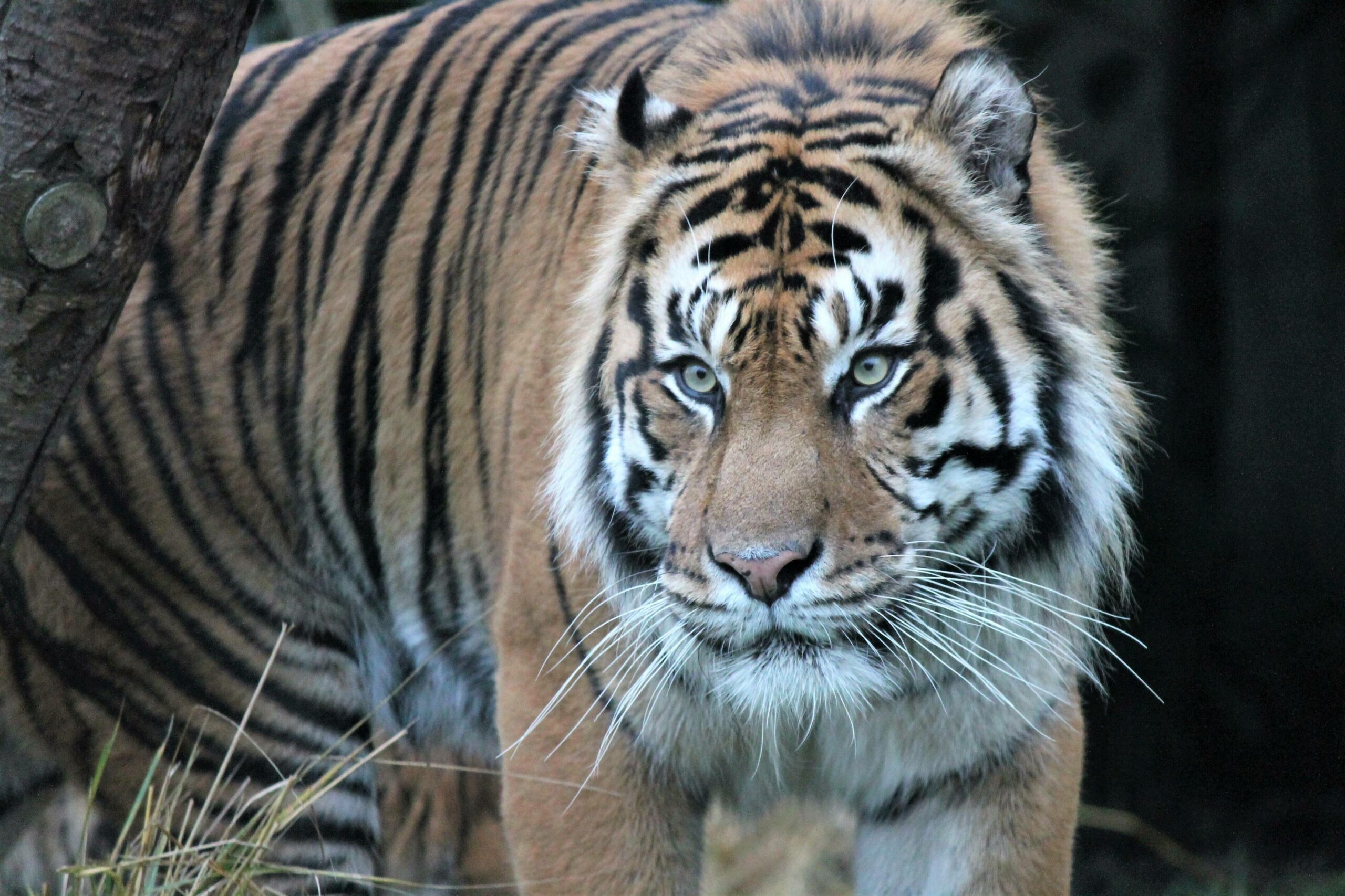 Die Nähe zu menschlichen Siedlungen tut Tigern in Asien sogar gut.