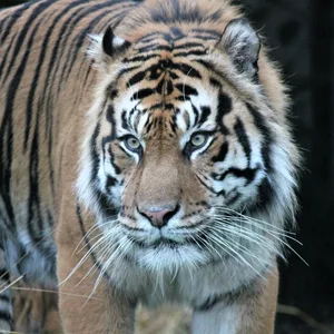 Die Nähe zu menschlichen Siedlungen tut Tigern in Asien sogar gut.