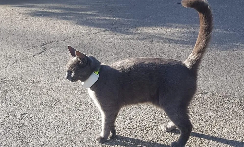 Die Katze Coco ist verschwunden: Das GPS-Gerät am Halsband zeigt eine Reise von Stuttgart bis nach Norddeutschland an.