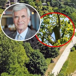 Fotomontage: Michael Otto und ein abgesägter Baum vor einem Luftbild des Elbhangs.