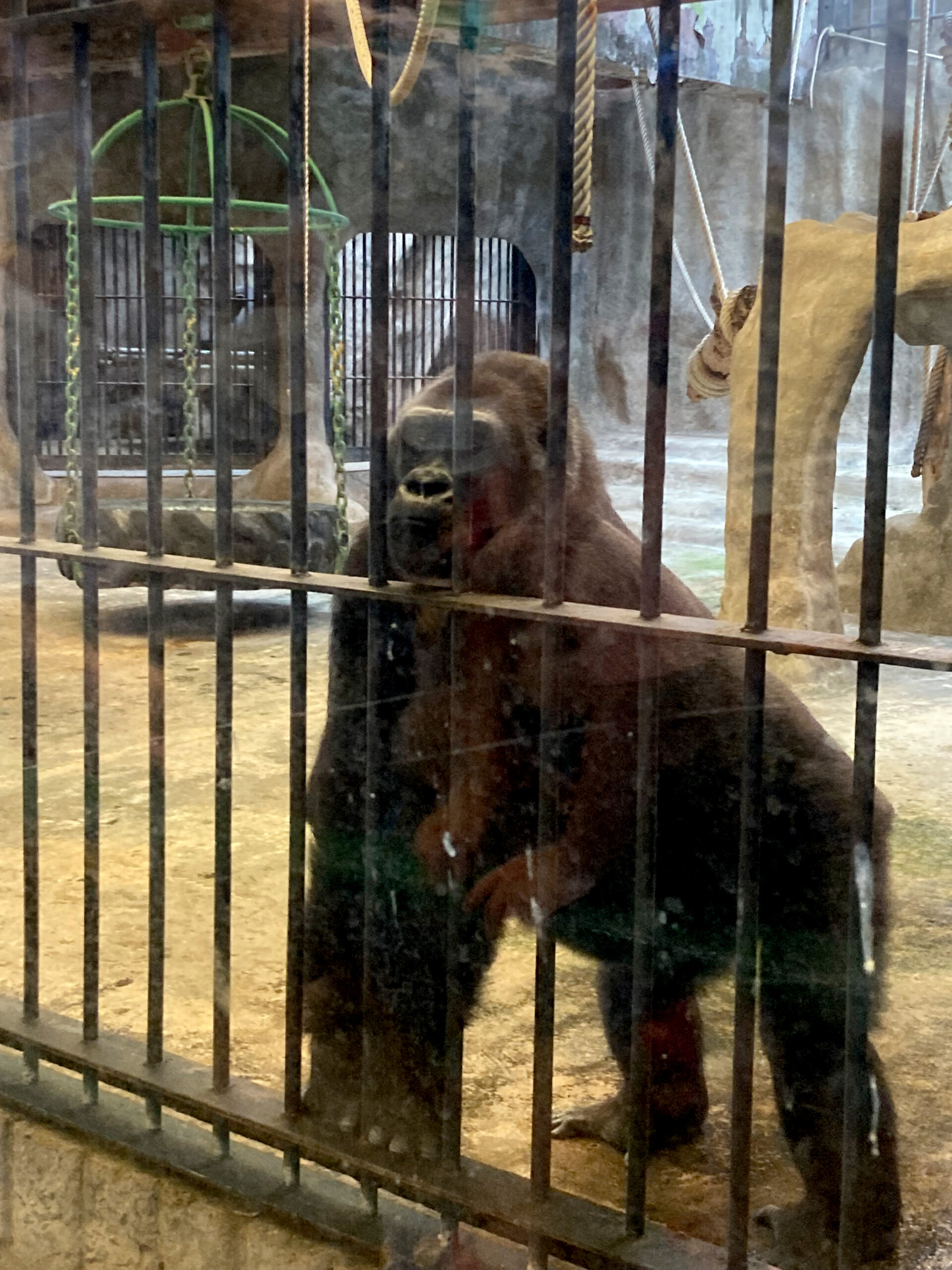 Gorilla hinter Gittern