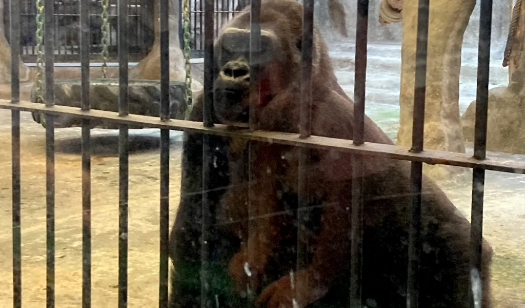 Gorilla hinter Gittern