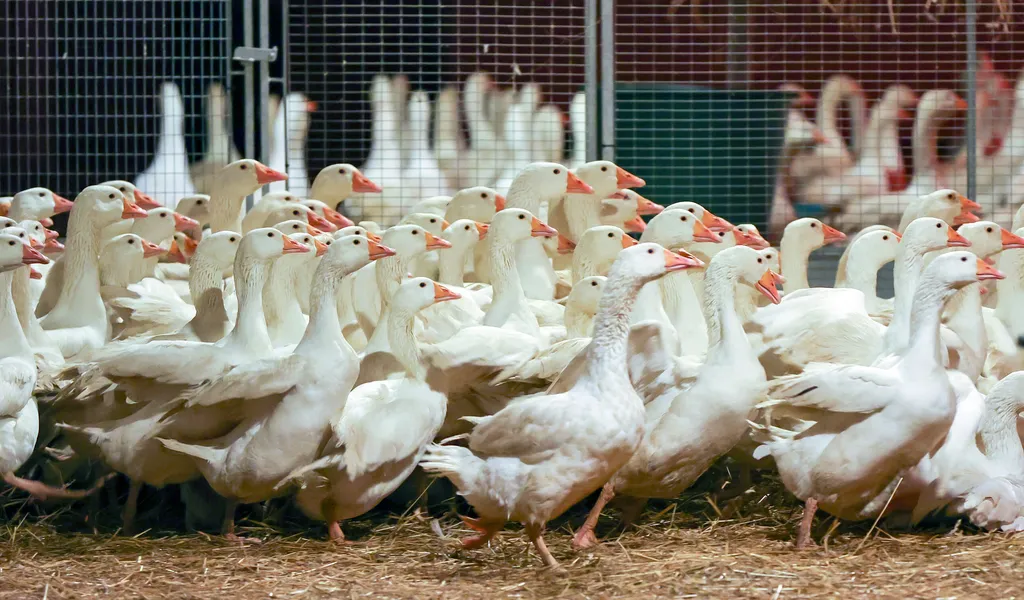 n Weihnachten wird nach Befürchtung von Geflügelzüchtern wegen der kursierenden Vogelgrippe so mancher auf die traditionelle Weihnachtsgans verzichten müssen.