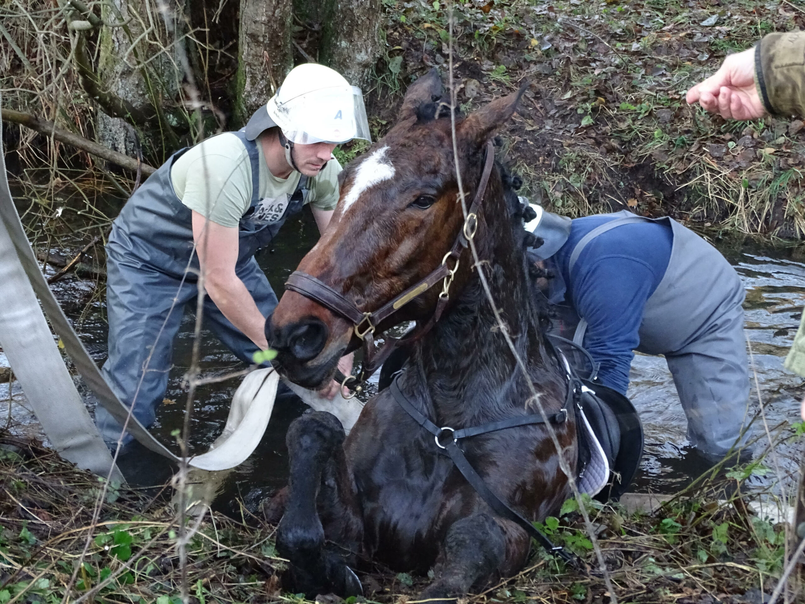 Bei Jagd-Spiel nahe Hamburg – Pferd versinkt in Wassergraben