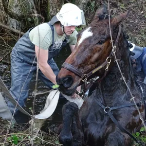 Bei Jagd-Spiel nahe Hamburg – Pferd versinkt in Wassergraben