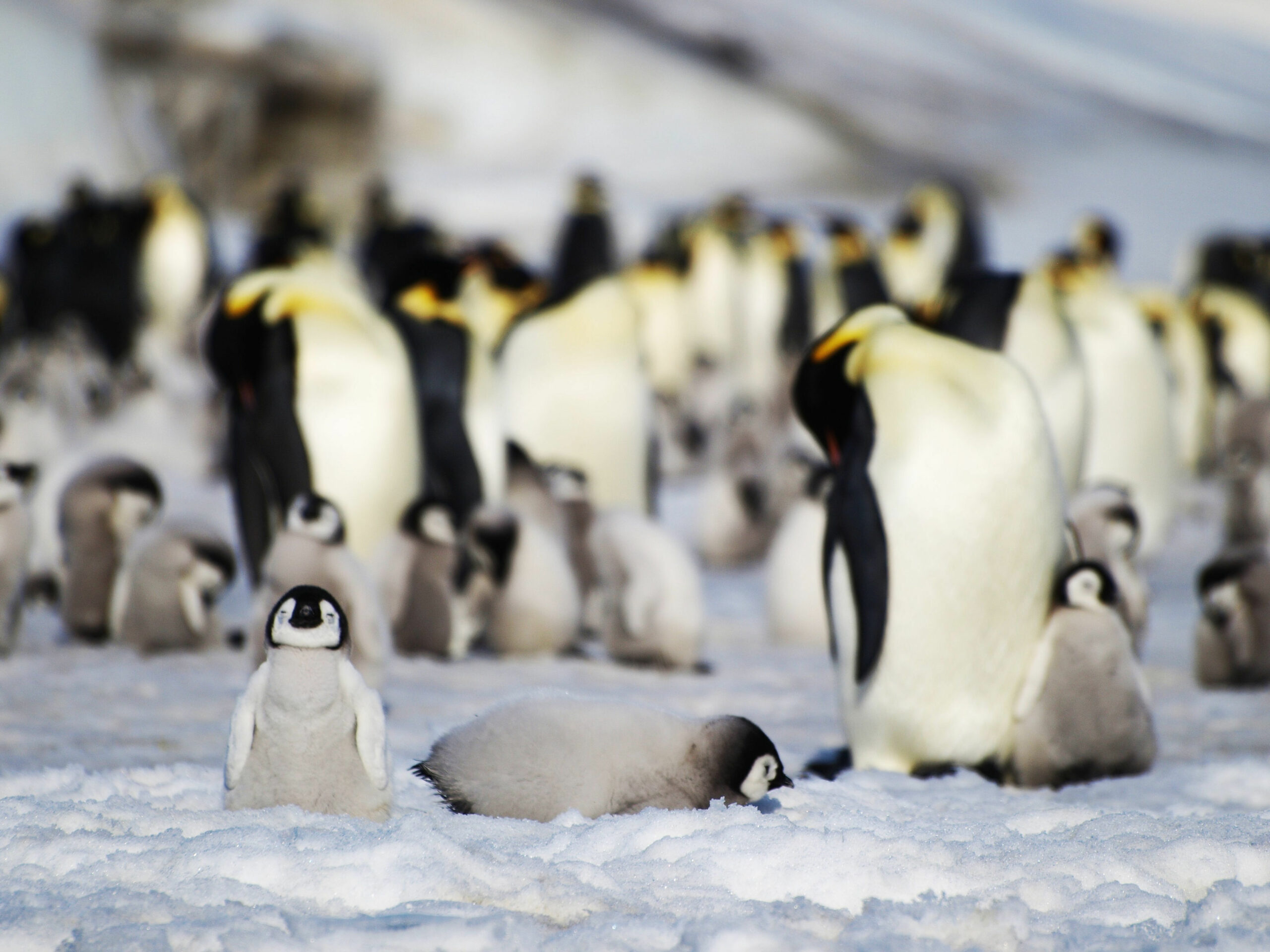 Kaiserpinguine in der Antarktis: Ihr Lebensraum wird weiterhin nicht als Schutzgebiet ausgewiesen.