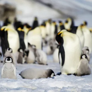 Kaiserpinguine in der Antarktis: Ihr Lebensraum wird weiterhin nicht als Schutzgebiet ausgewiesen.