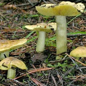 Fruchtkörper des Grünlings (Tricholoma equestre) in der Kiefernnadelstreu.