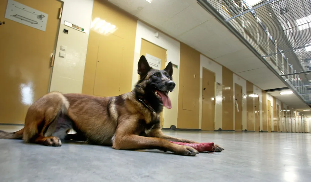 Ein Drogenspürhund liegt vor geschlossenen Gefängniszellen