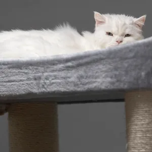 Eine weiße Katze liegt in einem Körbchen