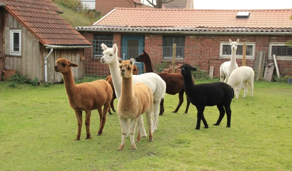Acht Alpakas stehen auf einer Wiese vor ihren Stallungen