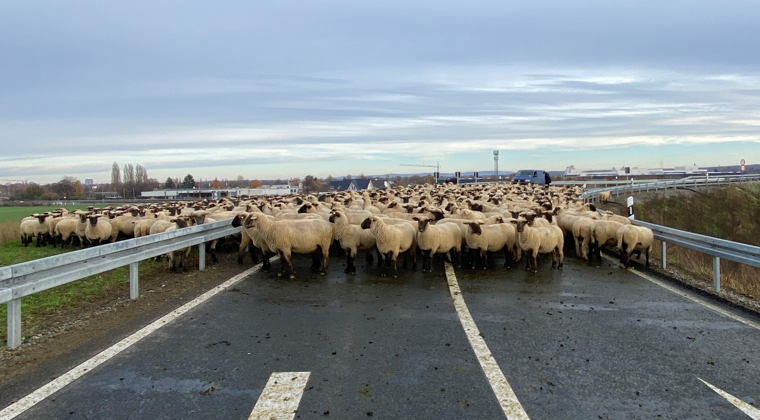 Eine Schafherde steckte am Sonntag auf einer Autobahnauffahrt fest.Eine Schafherde steckte am Sonntag auf einer Autobahnauffahrt fest.