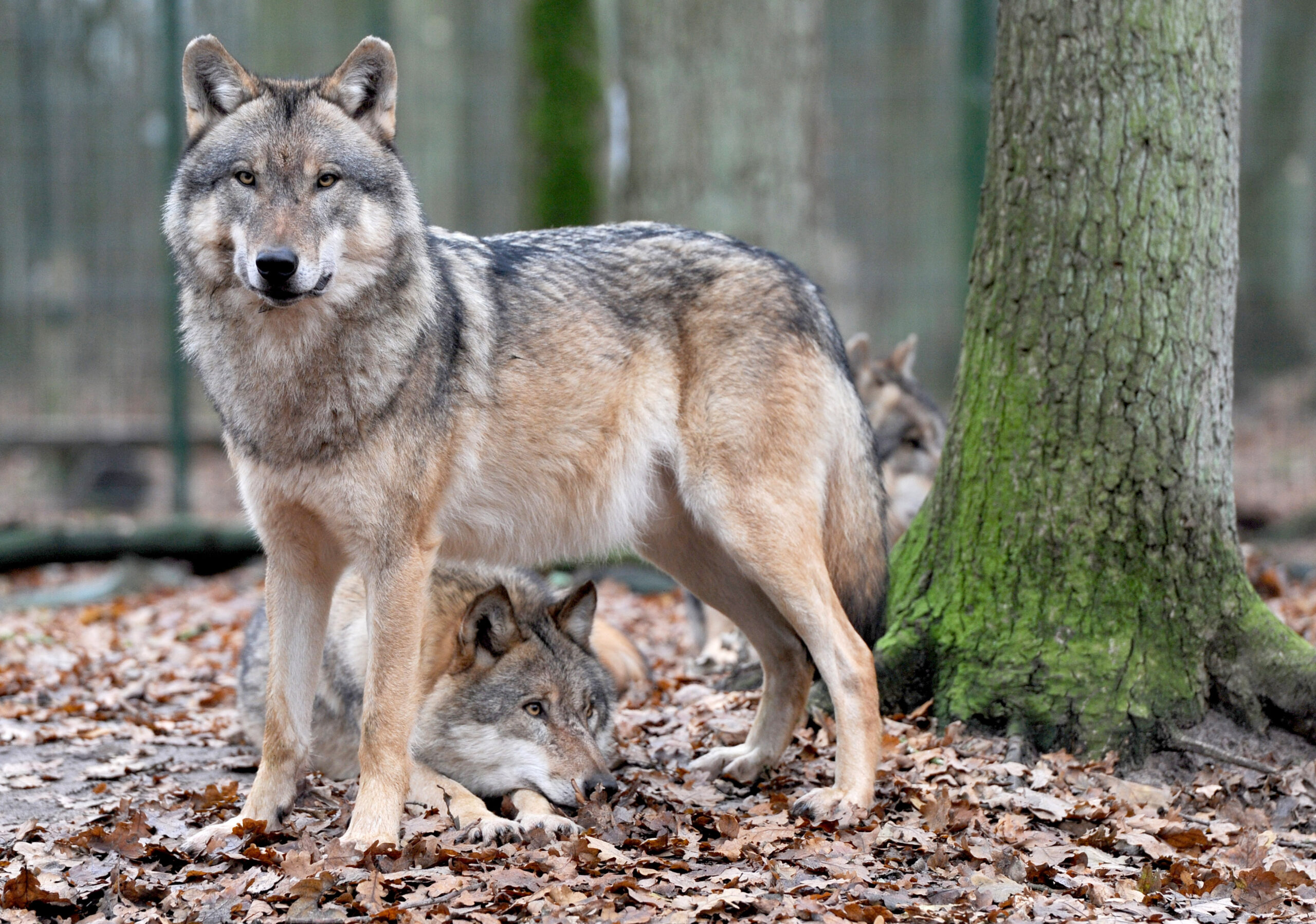 Ein europäischer Grauwolf steht im Wald