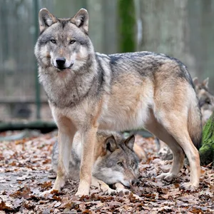 Ein europäischer Grauwolf steht im Wald