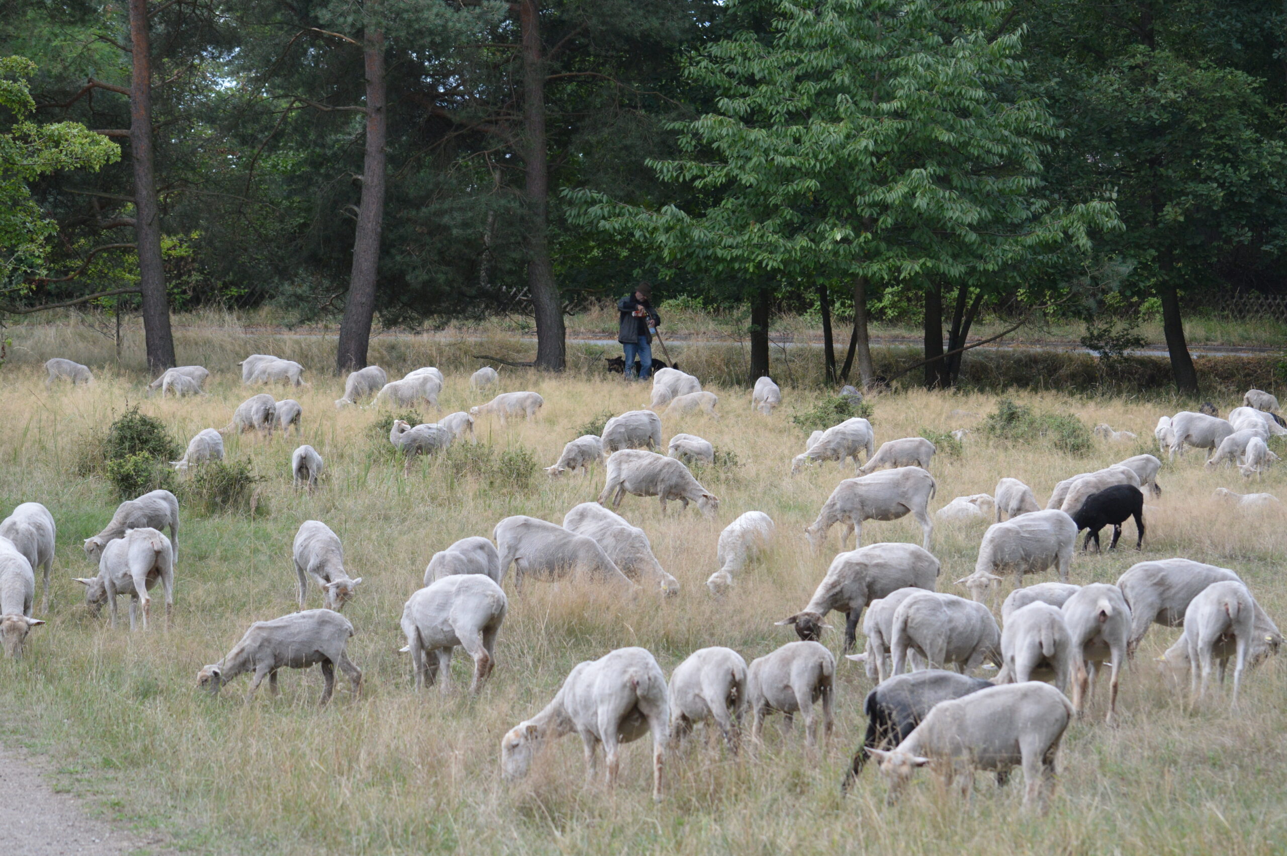 Grasende Schafe auf der Boberger Niederung