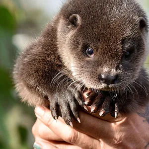 Otter baby Henry