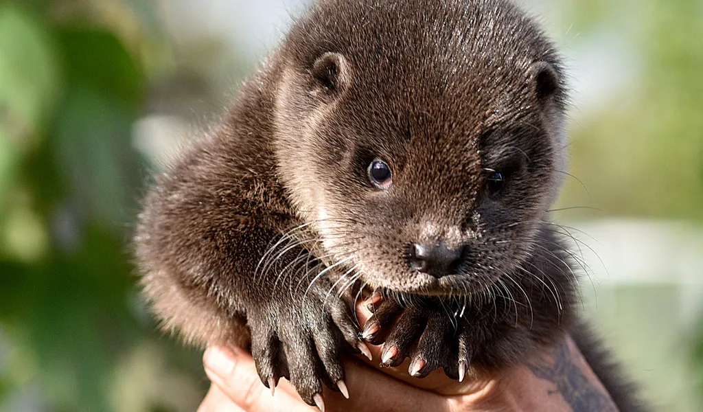 Otter baby Henry