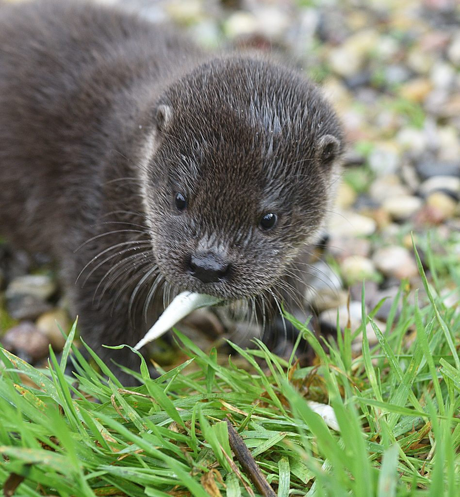 Fischotter Henry mit Fisch in Wildtierstation