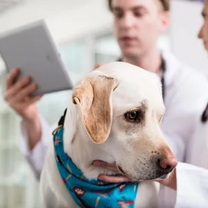 Hund beim Tierarzt