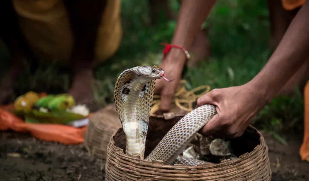 Schlangenbisse sind oft tödlich für Menschen – ein Junge aus Indien wehrte sich jetzt mit einem Biss im Gegenzug. (Symbolbild)