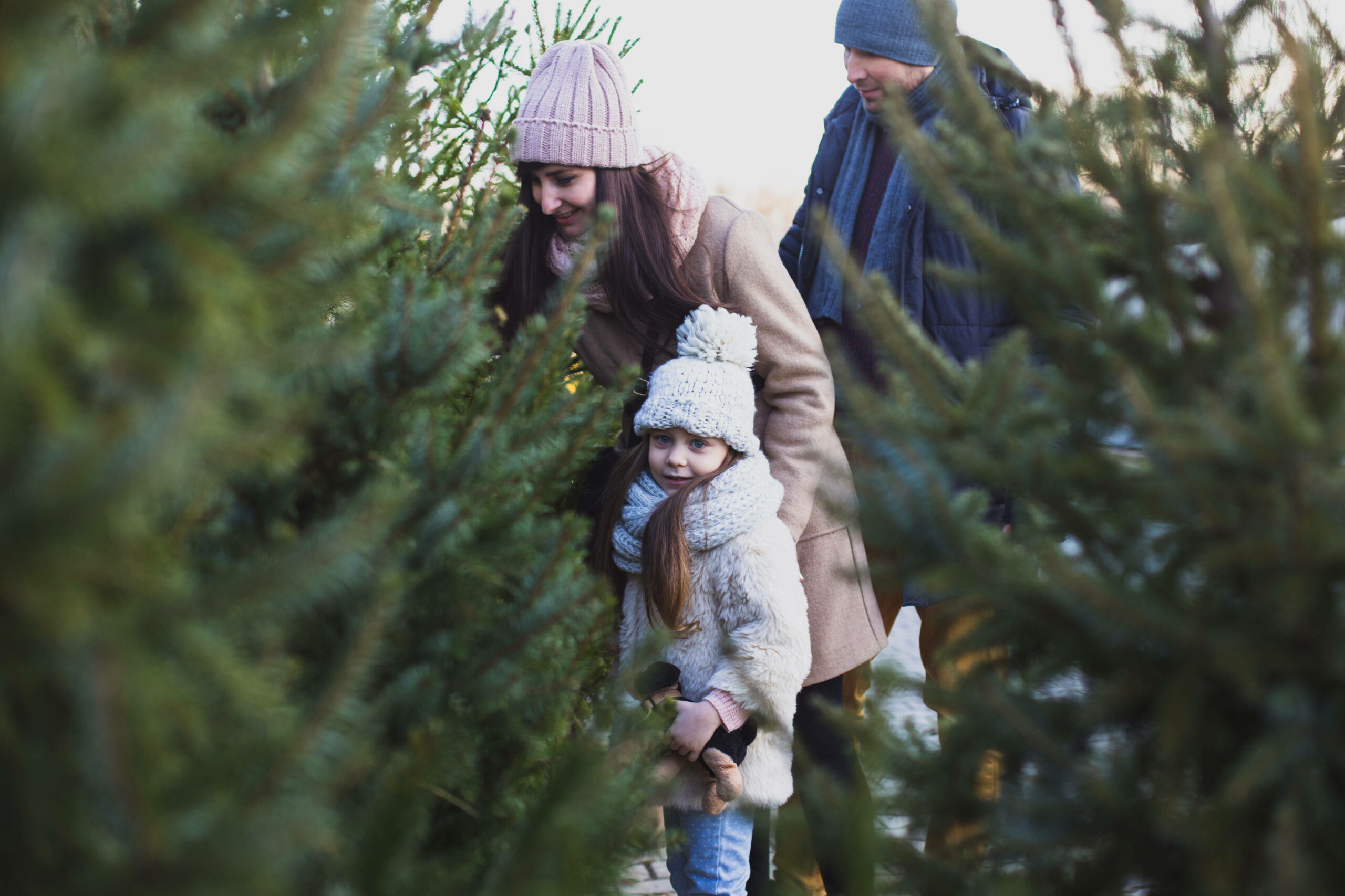 Familie sucht Weihnachtsbaum aus